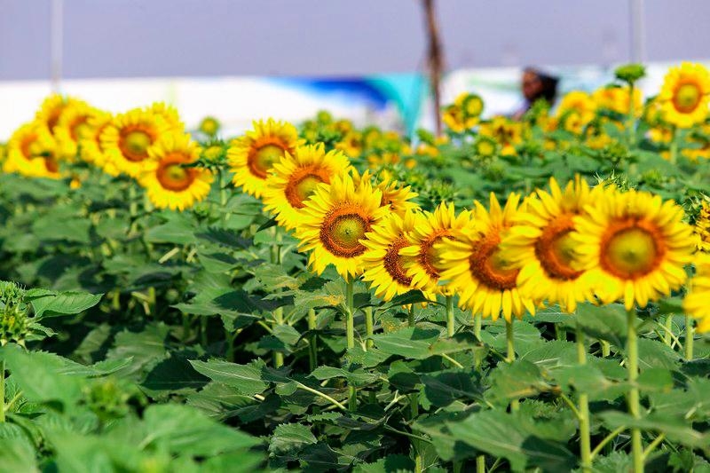 Vườn hoa hướng dương Van Phuc City: Điểm sống ảo giữa lòng TP Hồ Chí Minh