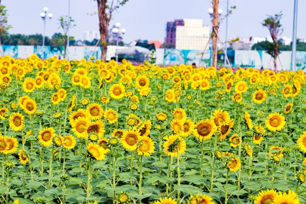 Vườn hoa hướng dương Van Phuc City: Điểm sống ảo giữa lòng TP Hồ Chí Minh