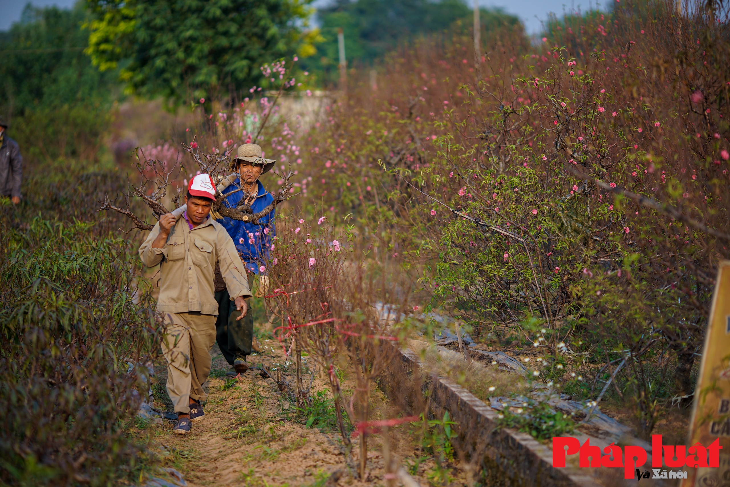 Hà Nội: Làng đào Nhật Tân rục rịch vào vụ Tết