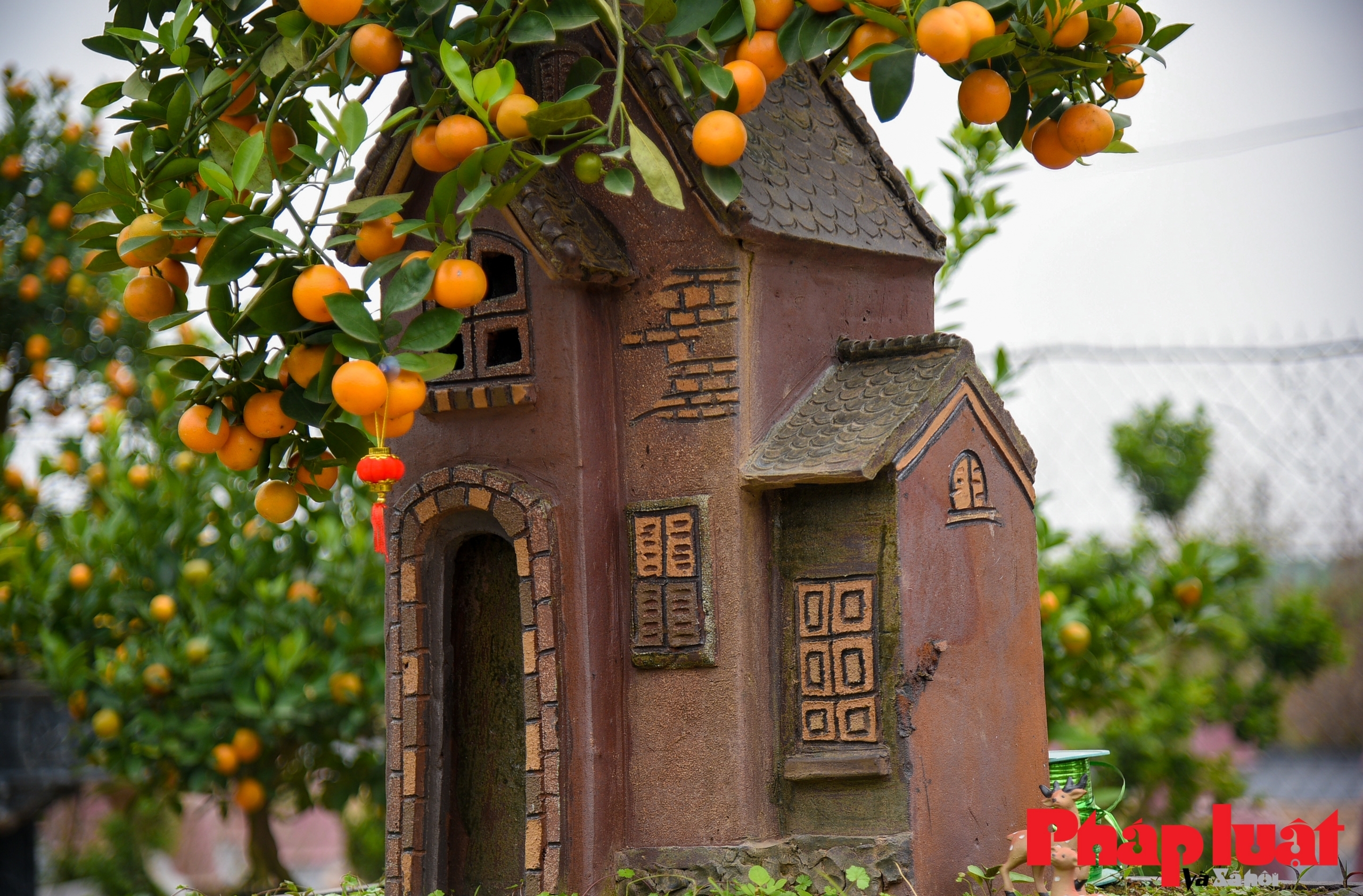 Quất Bonsai đẹp, độc lạ xuống phố khoe sắc đón Tết Nguyên đán