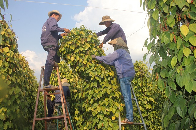 Giá tiêu hôm nay 31/12: Neo ở mức cao sau phiên điều chỉnh