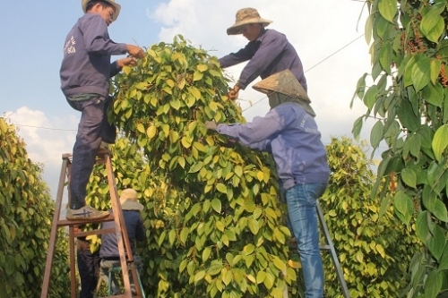 Giá tiêu hôm nay 31/12: Neo ở mức cao sau phiên điều chỉnh