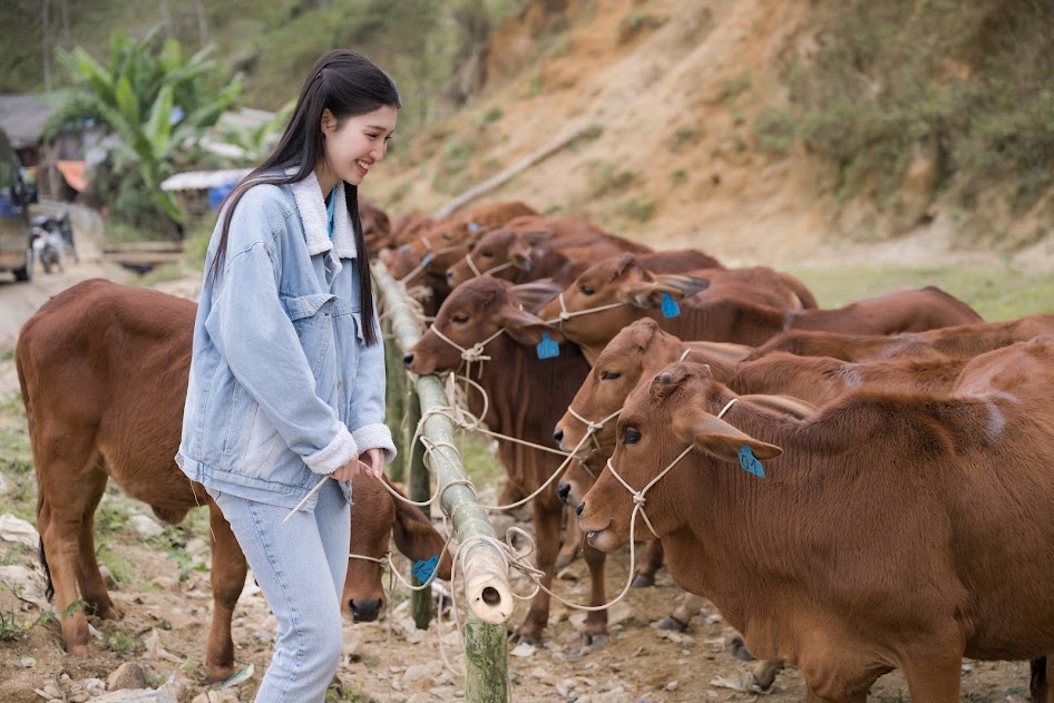 Tết hạnh phúc: Cùng Á hậu Phương Nhi dẫn bò về làng