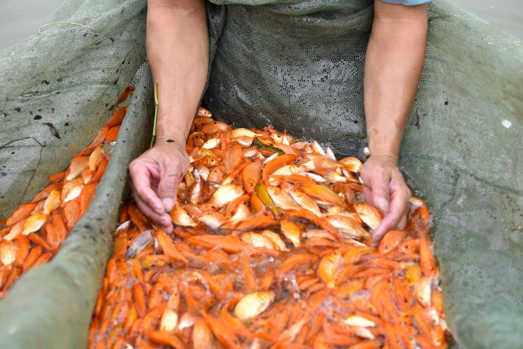 “Thủ phủ” cá chép đỏ nổi tiếng xứ Thanh tất bật vào vụ thu hoạch