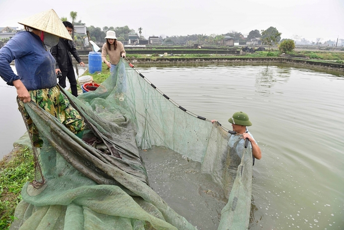 Người dân phố Bái Trúc, thị trấn Tân Phong, huyện Quảng Xương hối hả thu hoạch cá chép đỏ.