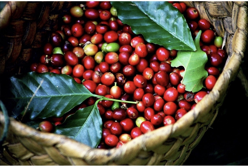 Giá cà phê hôm nay 12/1: Trong nước giảm 500 đồng/kg, Robusta giảm hơn 1,5%