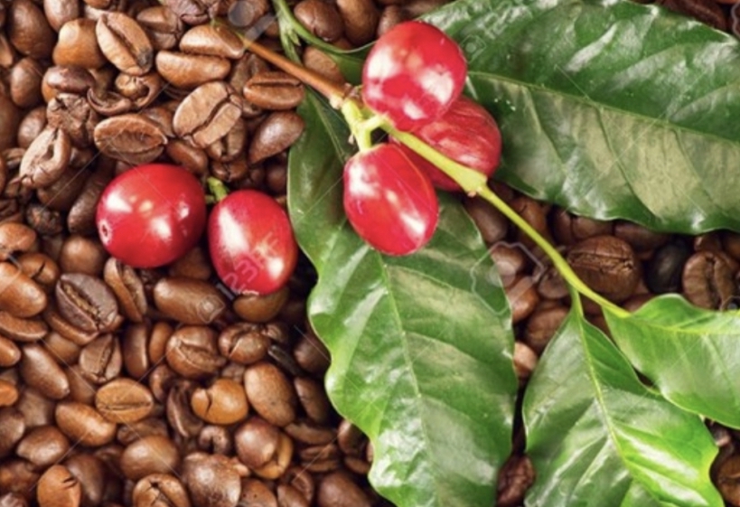 Giá cà phê hôm nay 15/1: Trong nước tăng mạnh, cao nhất 41.000 đồng/kg