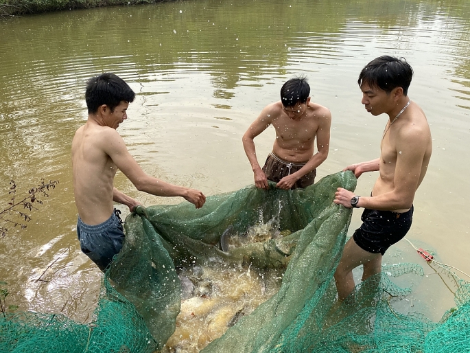 Người dân thôn Ngọ Thượng đang đầm mình dưới ao kéo lưới bắt cá ăn Tết.