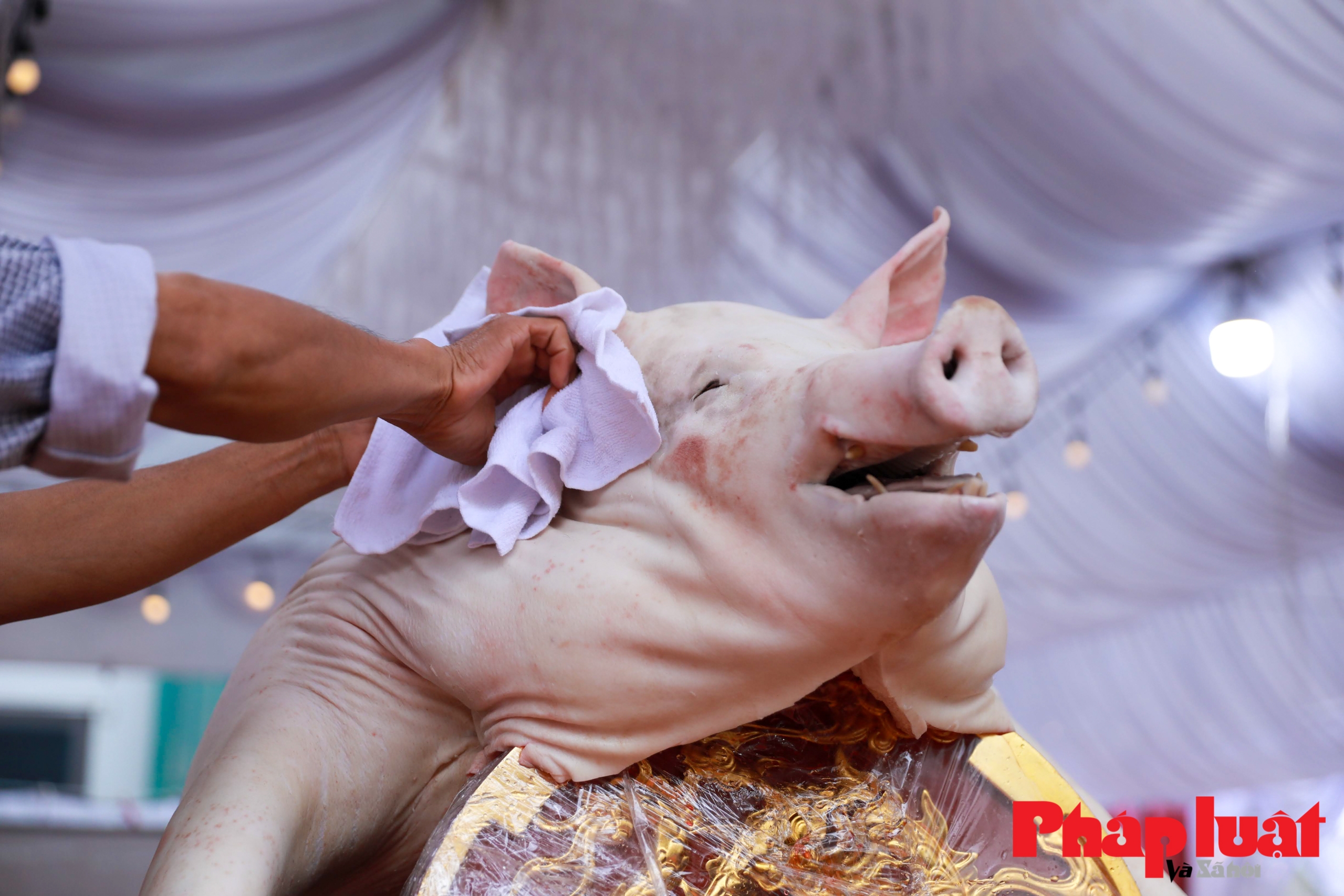 Hà Nội: Độc đáo lợn được trang điểm dự thi 