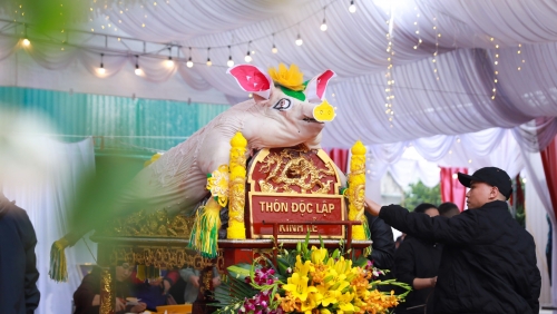 Hà Nội: Độc đáo lợn được trang điểm dự thi "hoa khôi" ở La Phù