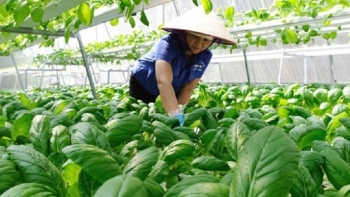 Hà Nội: Thúc đẩy phát triển nông nghiệp thông minh