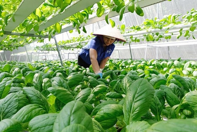 Việc ứng dụng và chuyển giao công nghệ - chuyển đổi số trong quản lý và tiêu thụ sản phẩm nông nghiệp của Hà Nội đã đạt được nhiều kết quả tích cực.