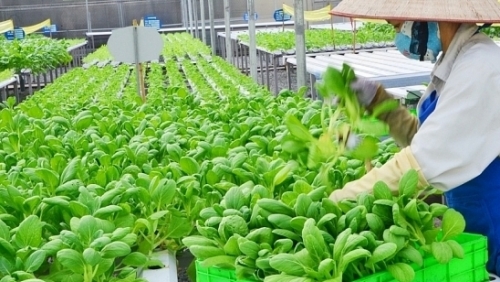 Hà Nội: Sản xuất nông nghiệp xanh sẽ trở thành mũi nhọn