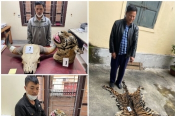 Nghệ An: Thu giữ 9 bộ da hổ, sừng trâu rừng