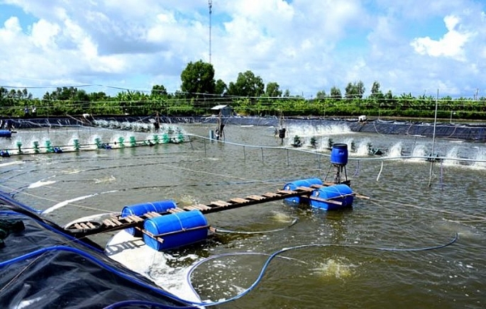 Việc Hà Nội phát triển nuôi trồng thủy sản an toàn vừa góp phần bảo đảm ATTP, đáp ứng nhu cầu ngày càng cao của thị trường và định hướng phát triển bền vững, lâu dài.