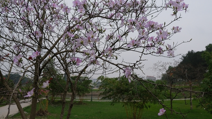 Mãn nhãn trước vẻ đẹp của hoa ban khoe sắc tại thành phố Vĩnh Yên