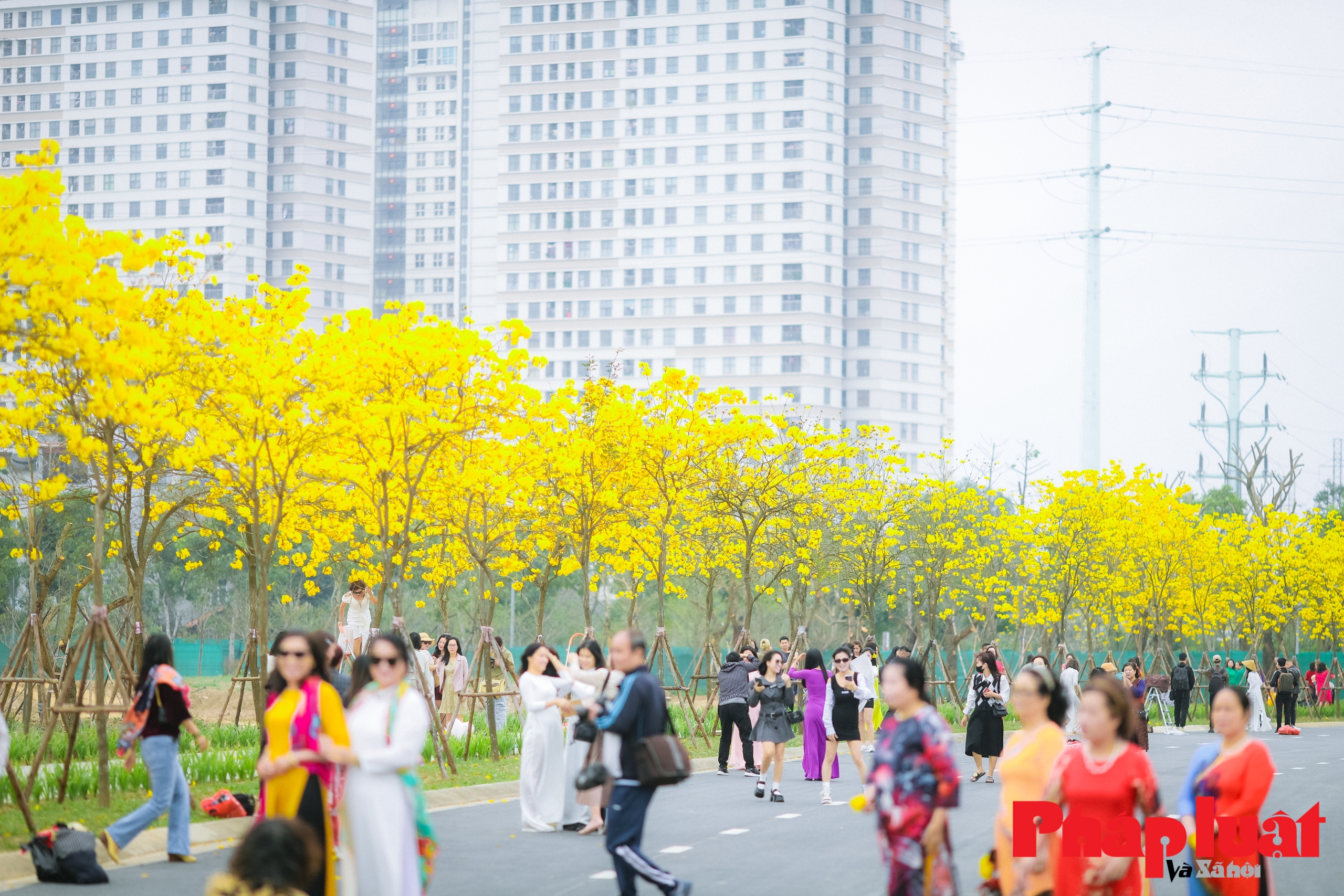 Hàng trăm người chụp ảnh, check in cùng hàng hoa phong linh vàng đẹp nhất Hà Nội