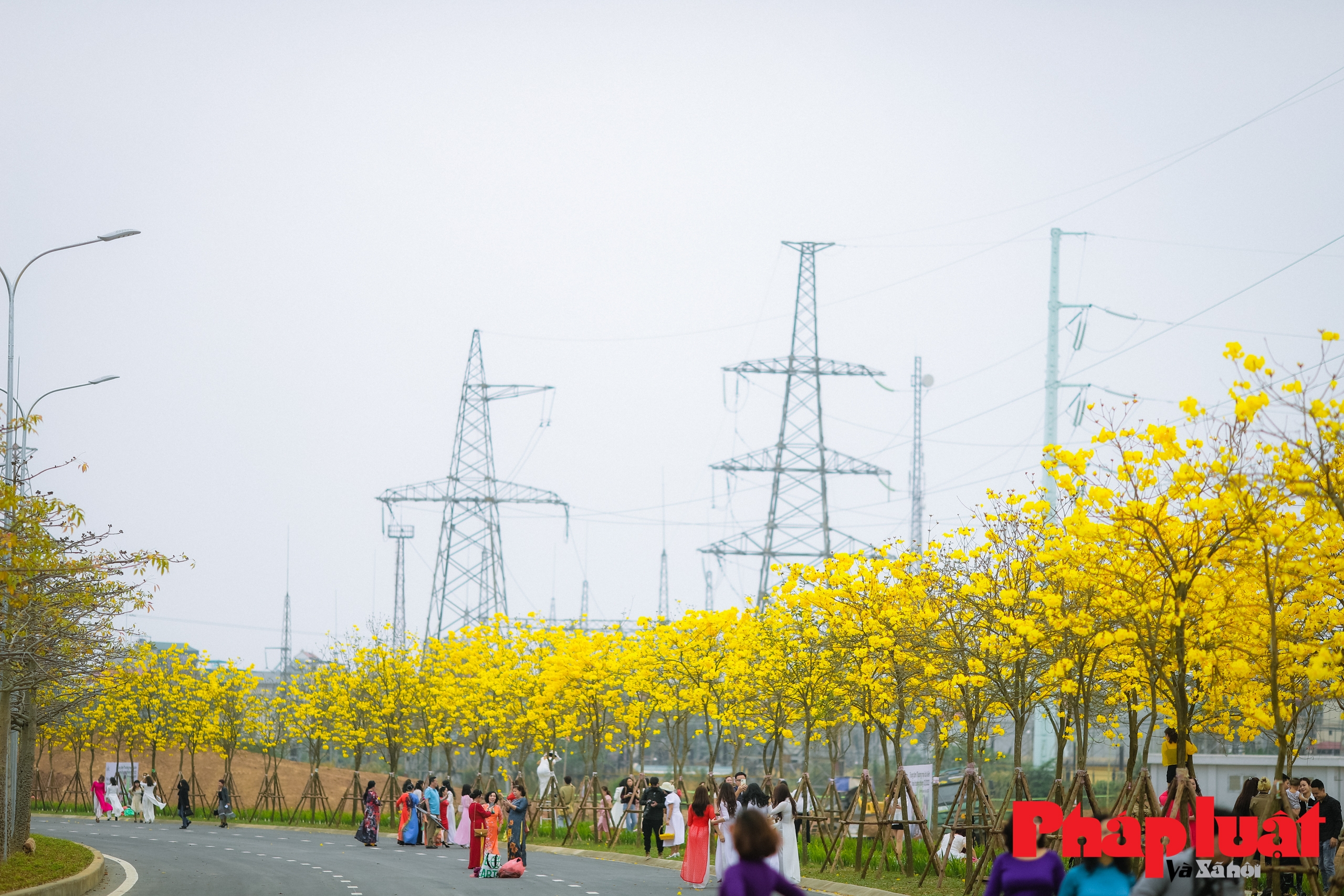 Hàng trăm người chụp ảnh, check in cùng hàng hoa phong linh vàng đẹp nhất Hà Nội