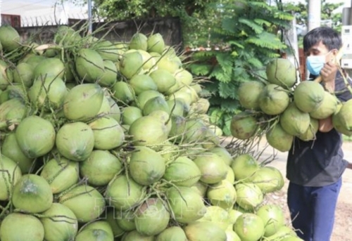 Xuất khẩu sản phẩm dừa và các sản phẩm chế biến từ dừa tiệm cận 1 tỷ USD