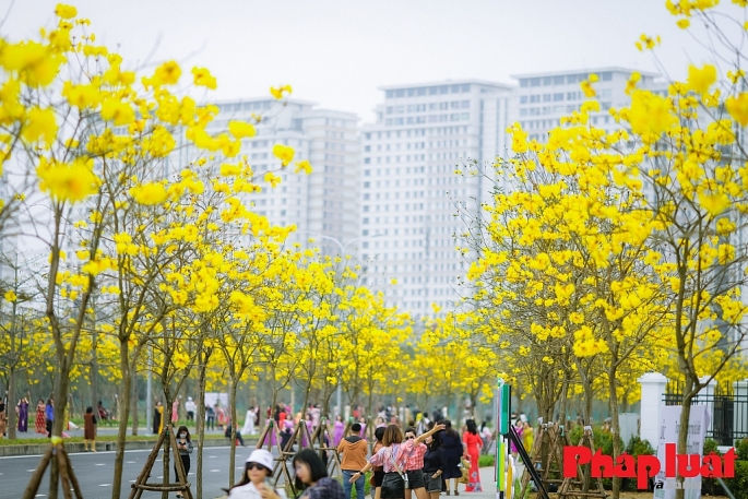 Hàng hoa phong linh tô điểm cho phố phường Hà Nội thêm rực rỡ. Ảnh: Khánh Huy