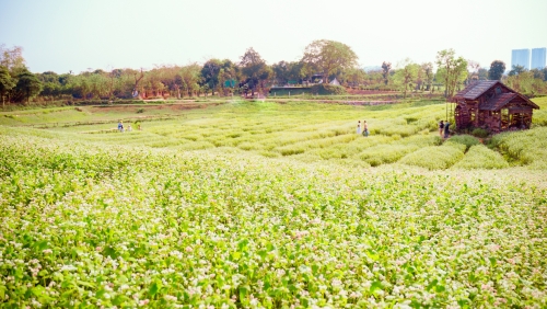 Thảo nguyên hoa tam giác mạch trái mùa độc nhất giữa lòng Thủ đô