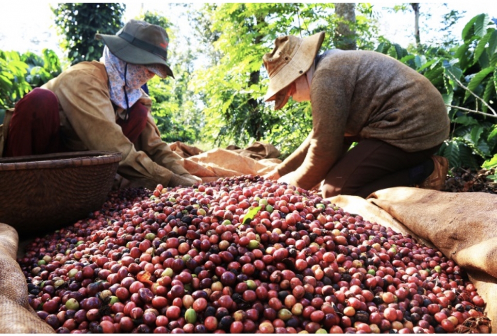 Thương hiệu cà phê Việt một giá trị kinh tế 