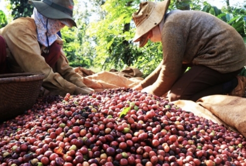 Thương hiệu cà phê Việt một giá trị kinh tế "bỏ trống"