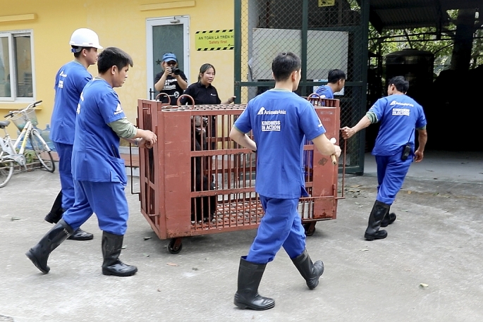 Một hộ gia đình tại Hà Nội tự nguyện chuyển giao cá thể gấu ngựa về Trung tâm cứu hộ