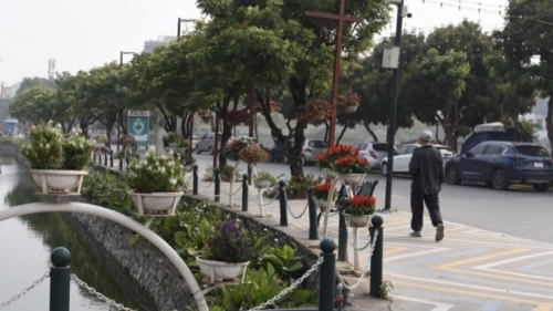 Hà Nội: Đề xuất trồng mới 55 cây giáng hương ở khu phố đi bộ Trịnh Công Sơn