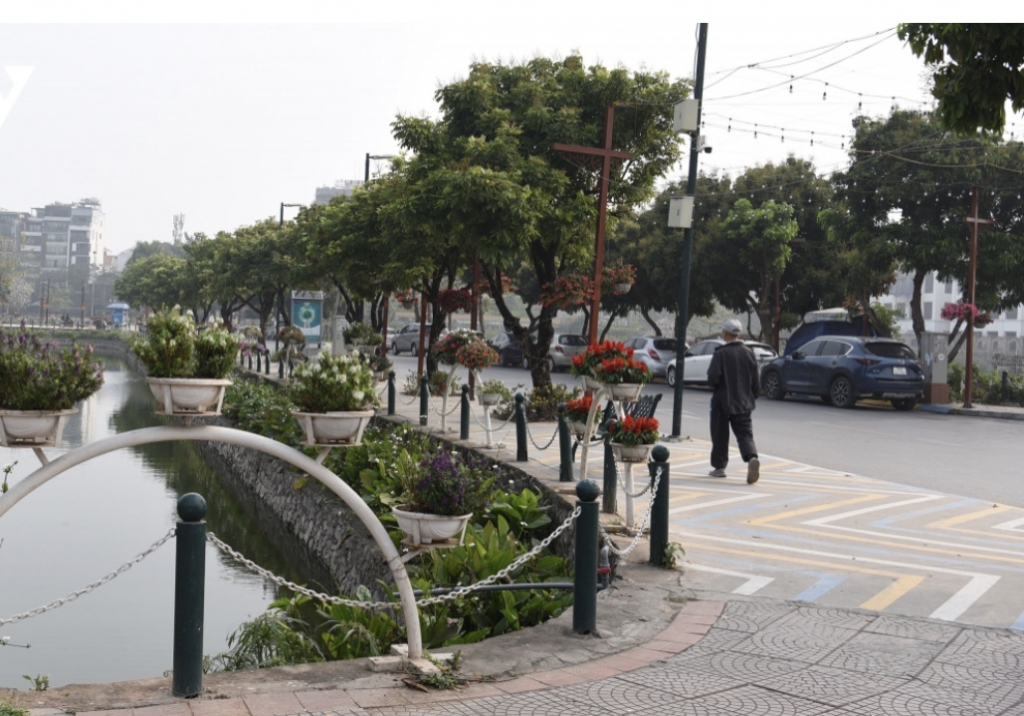 Hà Nội: Đề xuất trồng mới 55 cây giáng hương ở khu phố đi bộ Trịnh Công Sơn