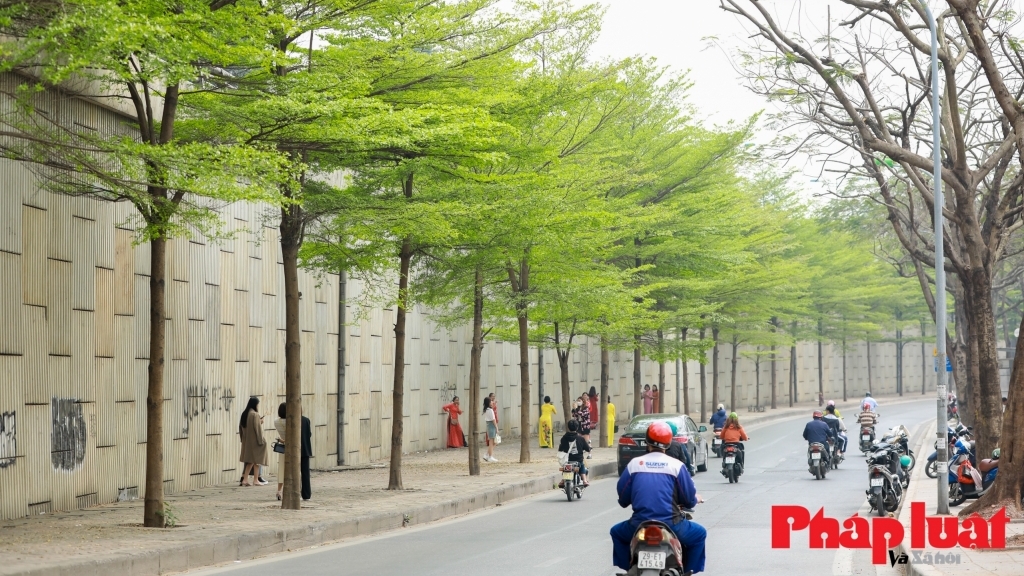 Mỹ quan đô thị ngày càng xanh mát với kế hoạch trồng 500.000 cây xanh tại Hà Nội