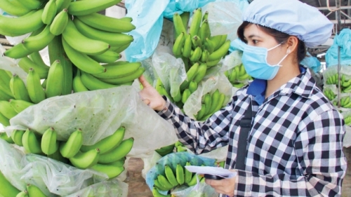 Hà Nội: Đẩy mạnh hỗ trợ doanh nghiệp chế biến sản phẩm nông sản