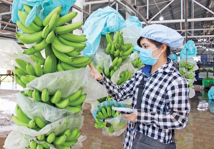 Hà Nội là một trong những địa phương có tiềm năng xuất khẩu những mặt hàng nông sản chủ lực.