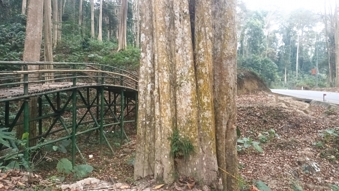 Nghệ An: Huyền bí khu rừng săng lẻ