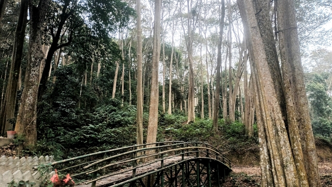 Nghệ An: Huyền bí khu rừng săng lẻ