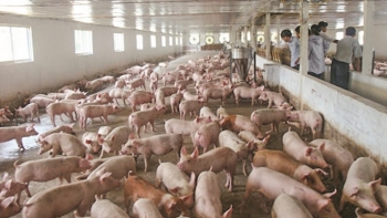 Hà Nội: Đẩy mạnh khâu tiêu thụ các sản phẩm từ chăn nuôi