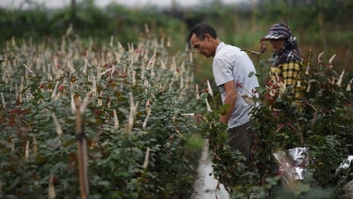 Hà Nội: Đầu tư chuyên sâu cho các vùng nông nghiệp hàng hóa