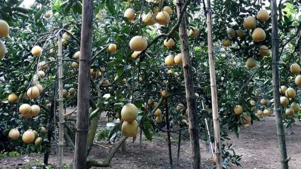 Hà Nội: Mở rộng các mô hình trồng cây ăn quả ứng dụng công nghệ cao