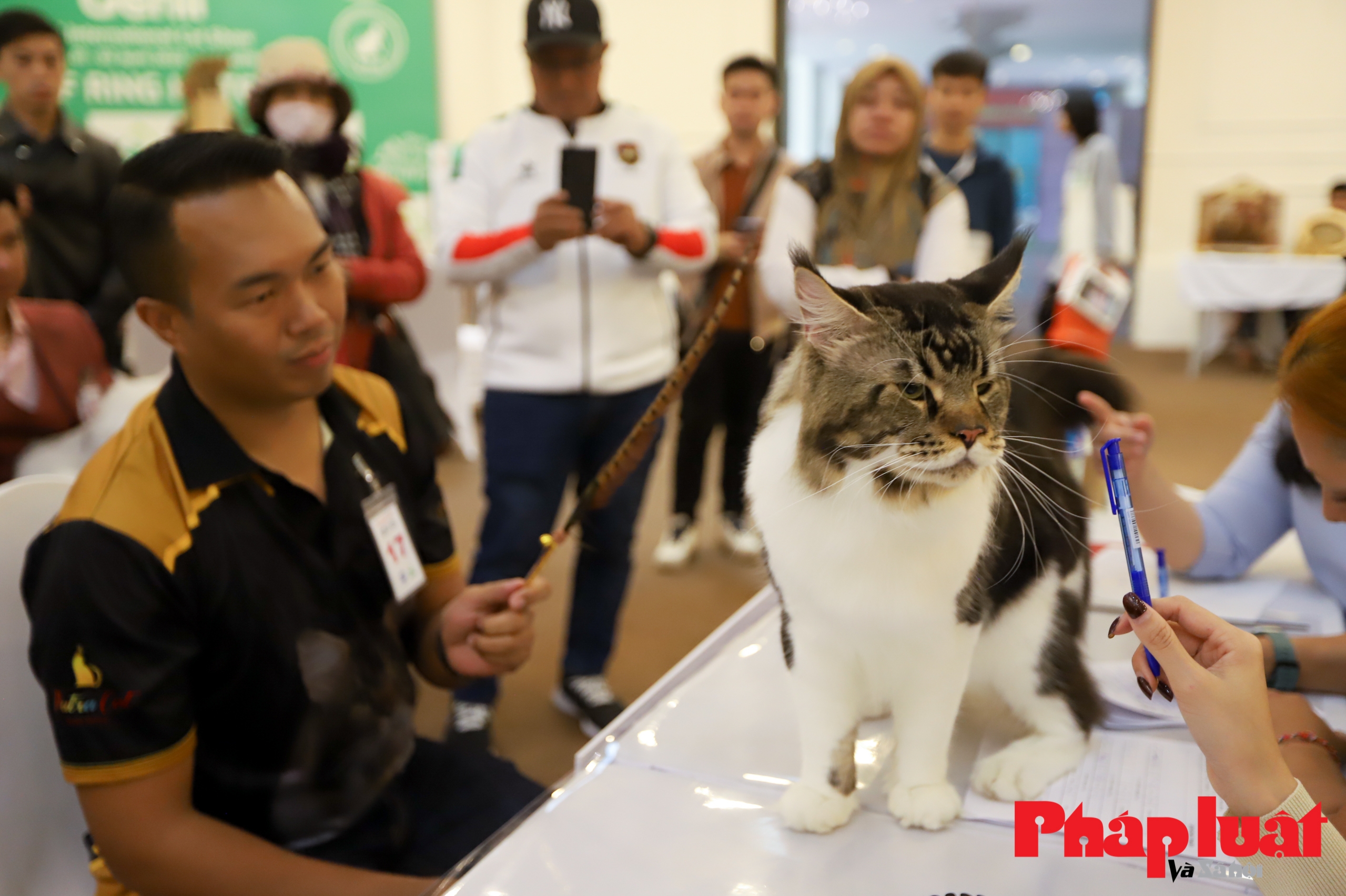 Cận cảnh giống mèo Maine Coon lớn nhất thế giới trị giá trăm triệu xuất hiện tại Hà Nội
