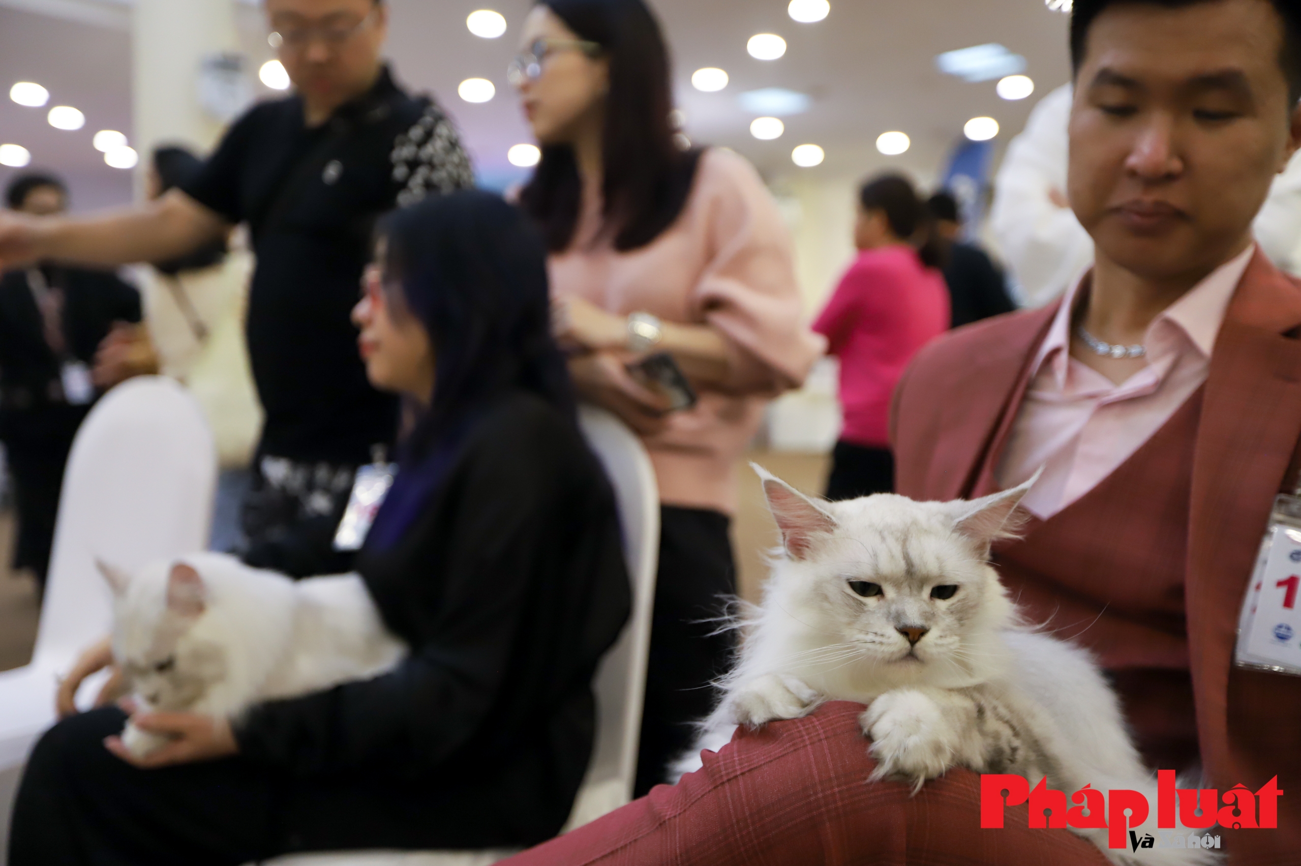 Cận cảnh giống mèo Maine Coon lớn nhất thế giới trị giá trăm triệu xuất hiện tại Hà Nội