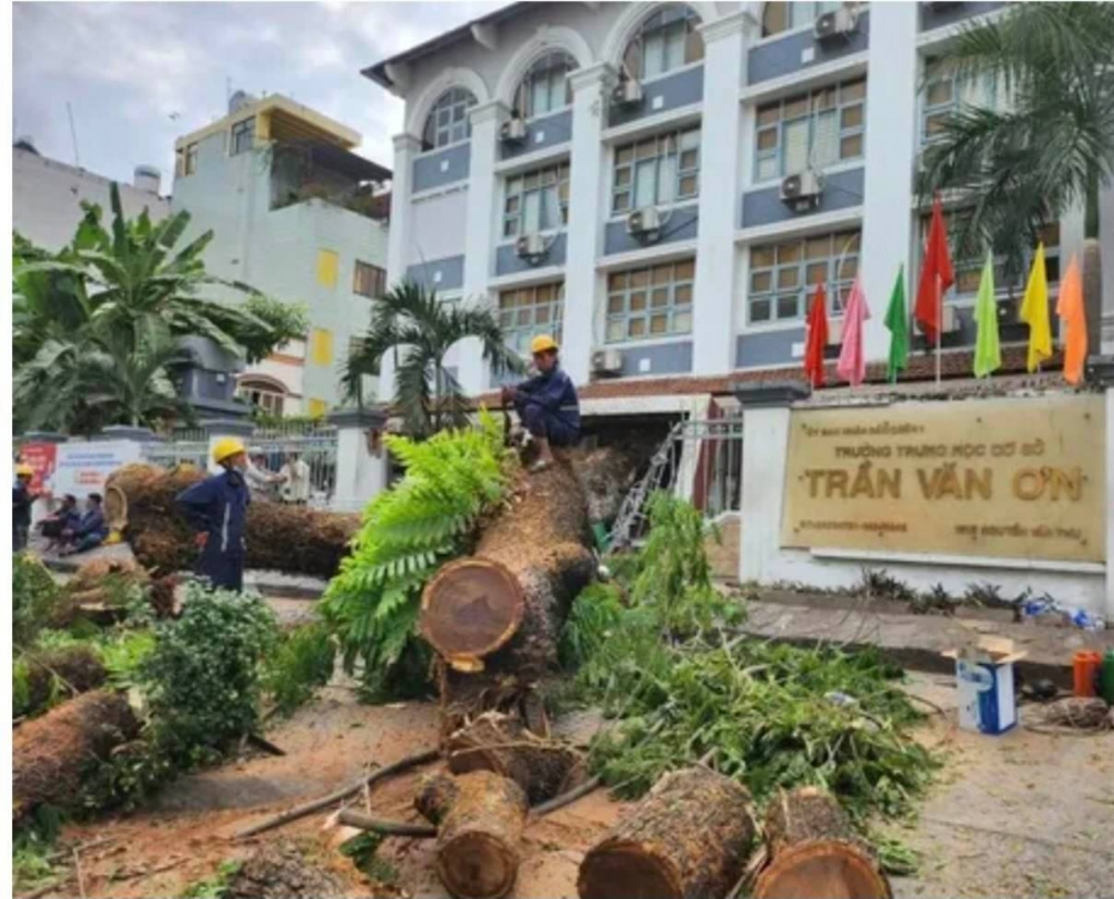 TP HCM: Cây xanh bật gốc ở sân Trường Trần Văn Ơn, 6 người bị thương