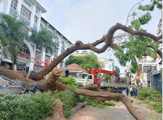  cây lớn trong sân trường bật gốc đổ vắt ra ngoài đường Nguyễn Văn Thủ. Phần thân cây đè lên tường ngăn của trường, phần tán cây đè lên một số người đi xe máy đứng phía dưới.