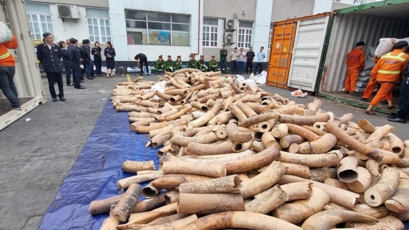 Hải quan Hải Phòng thu giữ hơn 8 tấn ngà voi nhập lậu trong quý I/2023