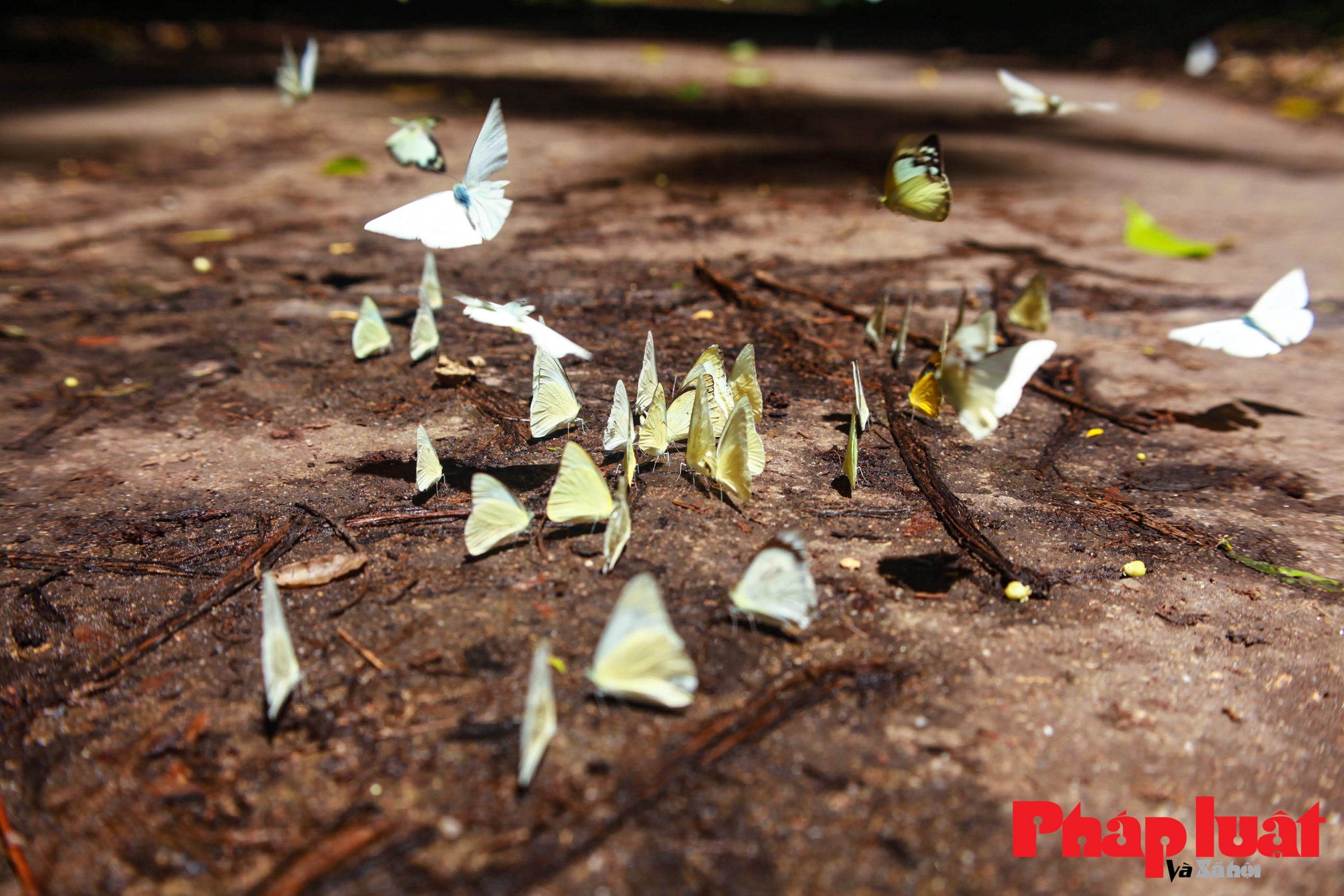 Mùa săn bướm rừng Cúc Phương
