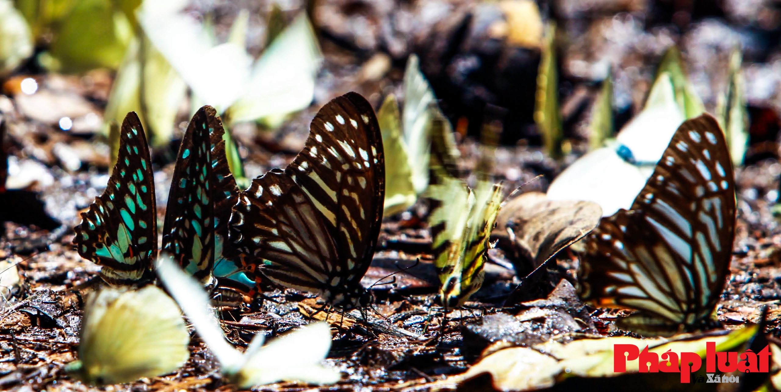 Mùa săn bướm rừng Cúc Phương