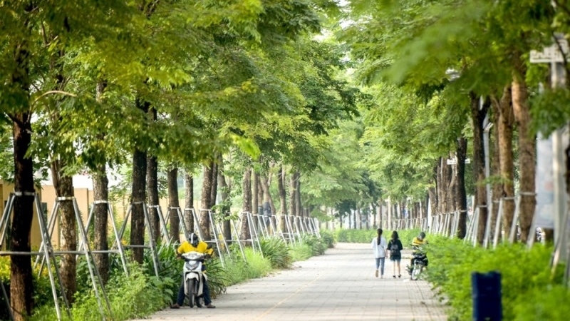 Hà Nội: Giảm thiểu nỗi lo cây xanh gãy, đổ trong mùa mưa bão