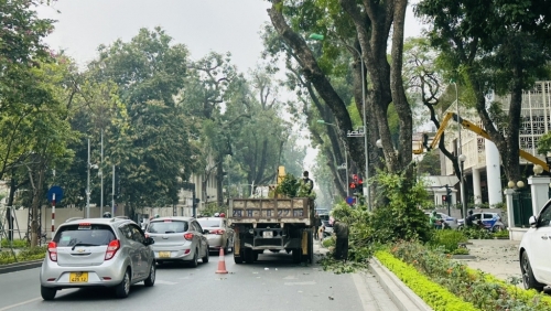 Hà Nội: Bảo đảm an toàn hệ thống cây xanh trong mùa mưa bão