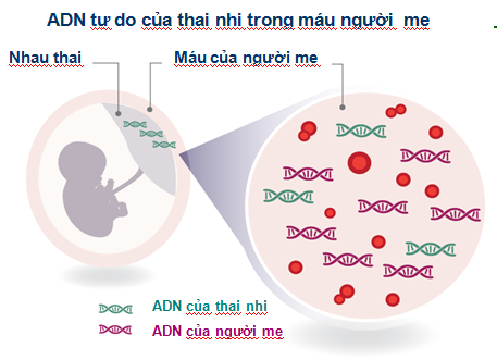 Hình ảnh xét nghiệm ADN tự do trong máu mẹ                Ảnh Gentis