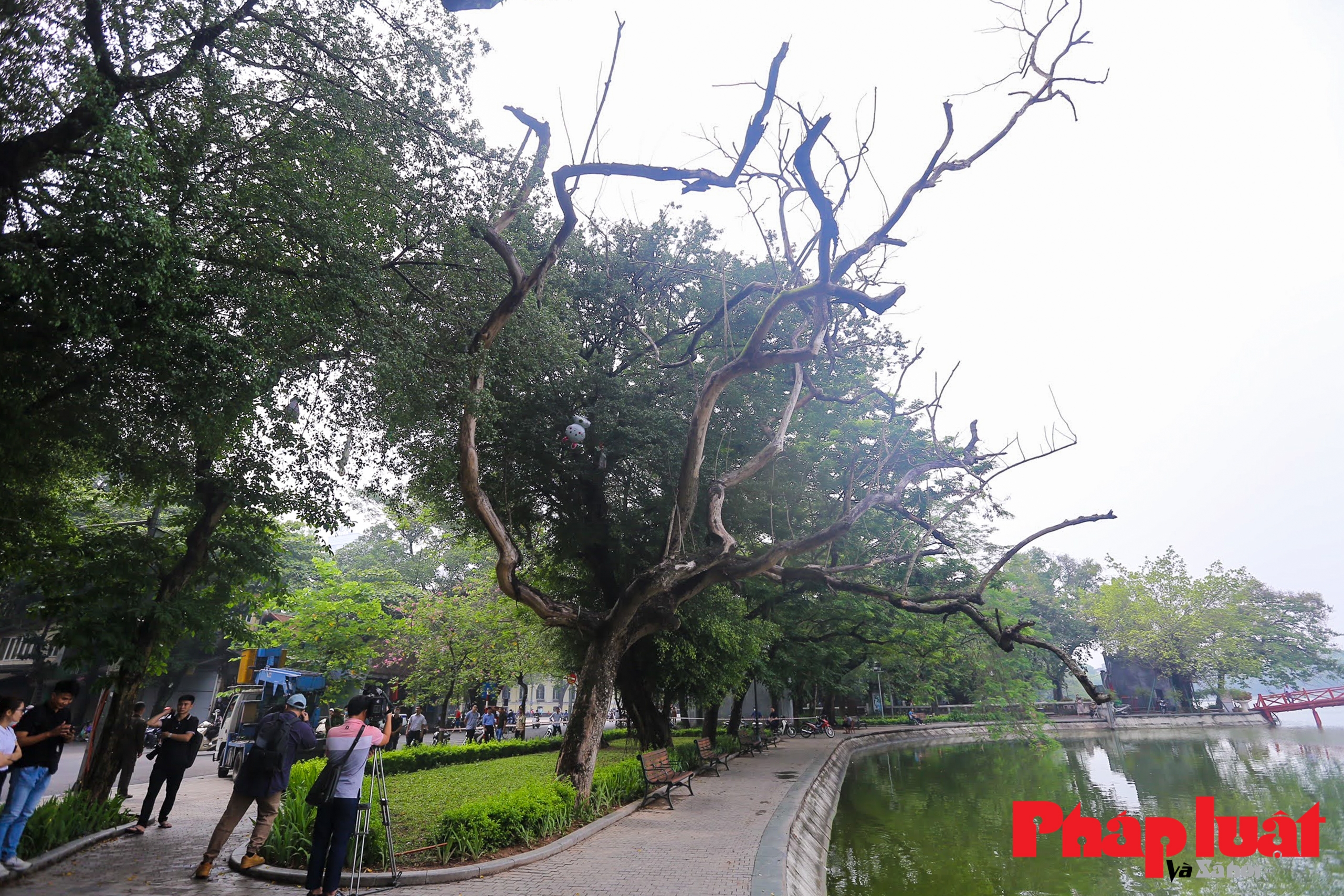 Hà Nội: Đã xử lý 3 cây sưa đỏ quý hiếm chết khô ở bờ hồ Hoàn Kiếm