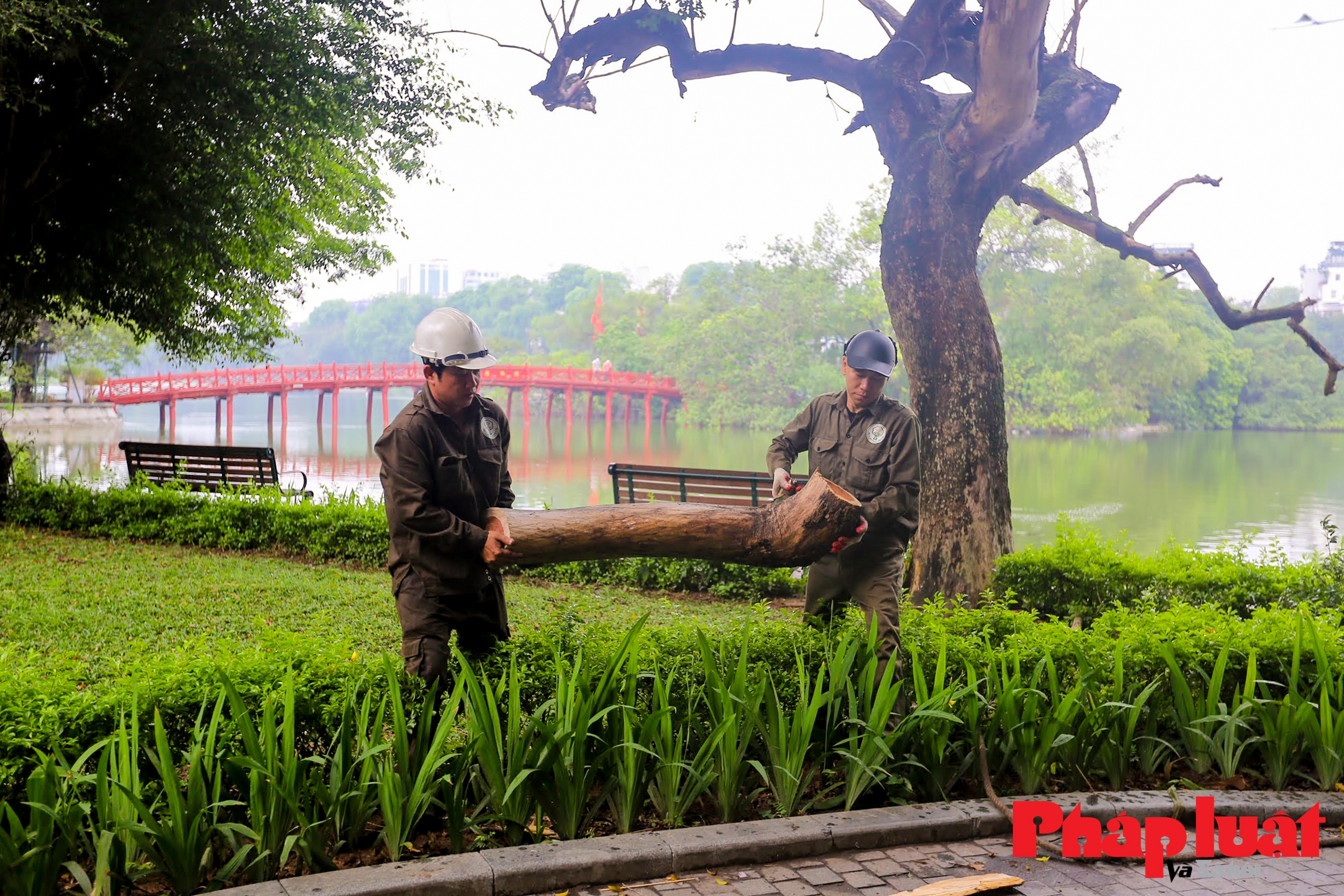 Hà Nội: Đã xử lý 3 cây sưa đỏ quý hiếm chết khô ở bờ hồ Hoàn Kiếm